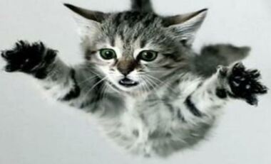 Kediler neden hep dört ayak üzerine düşerler