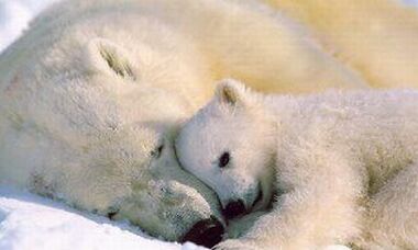 Hayvanlar neden kış uykusuna yatar