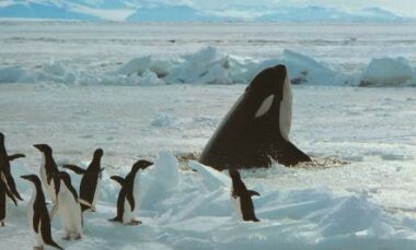 Kutuplardaki hayvanlar nasıl yaşarlar