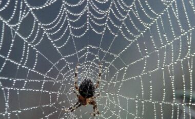 Örümcek ağının özelliği nedir