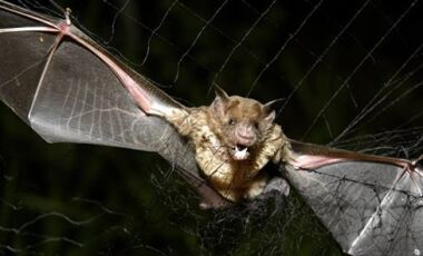 Yarasalar neden kan emer