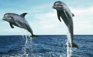 Yunus balıkları nasıl uyur