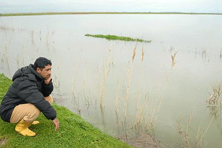 Adana'da 20 bin dönüm ekili alan sular altında 