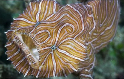 Histiophryne familyasından "Psychedelia"