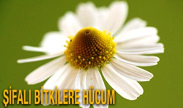 Bitkisel ürünleri kullanırken 'ottur, zararı yoktur' demeyin