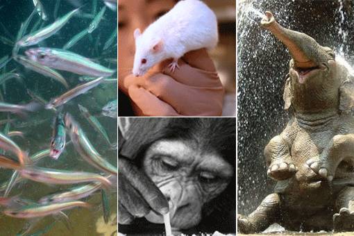 Bilim insanlarının 'evlere şenlik' araştırmaları