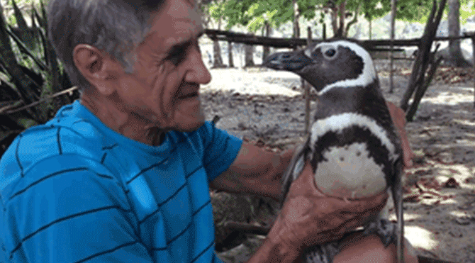 man-saves-penguin-returns-swims-5000-miles-sonnnn